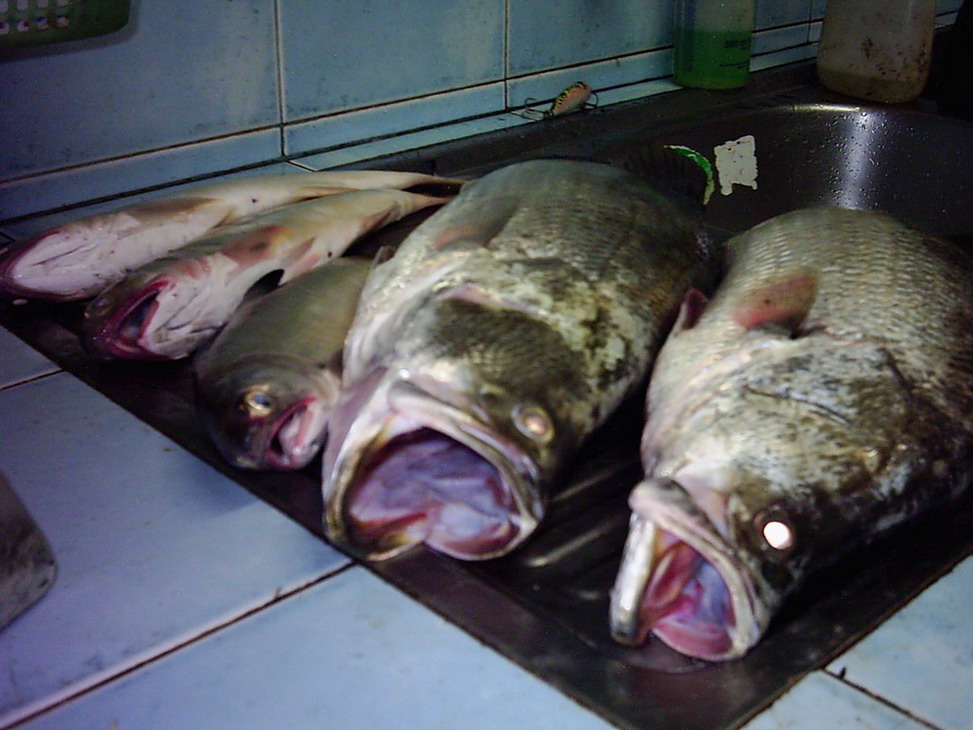 จูบปลาชื่นใจพอแล้ว  ก็อำลาการแถลงข่าว  ปลากระพงและกุเรา กันด้วยภาพนี้  ก่อนชำแหละ  แบ่งท่อน เพื่อเข้