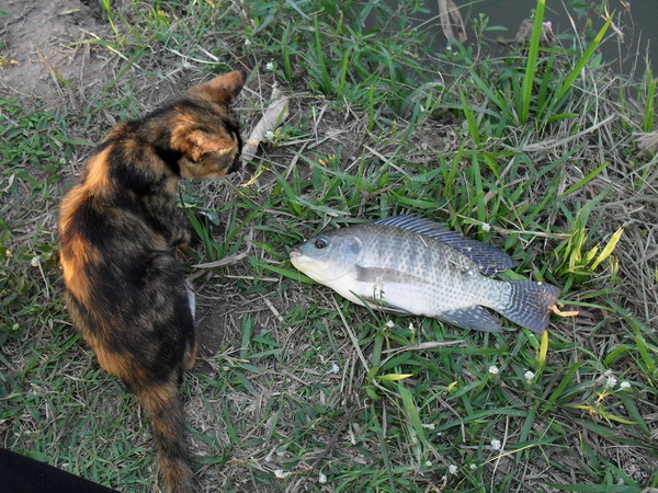  เอ้า แมวจะกินปลาไหวไหมเนี่ย มองแบบ ไม่ใยดีเลย 

 :laughing: :laughing: :laughing: