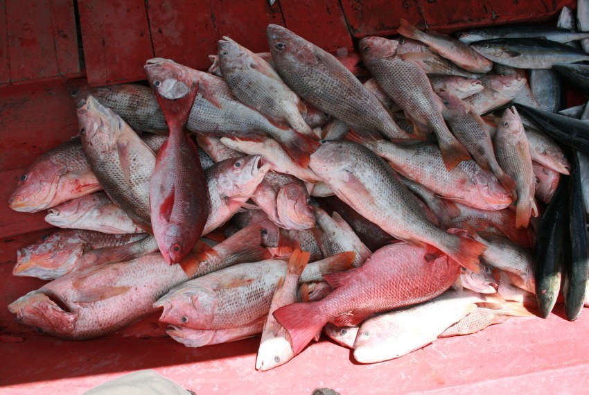  ชุดนี้ปลาเนื้อดีทั้งนั้น อังเกย แดงเขี้ยว แดงหางบ่วง