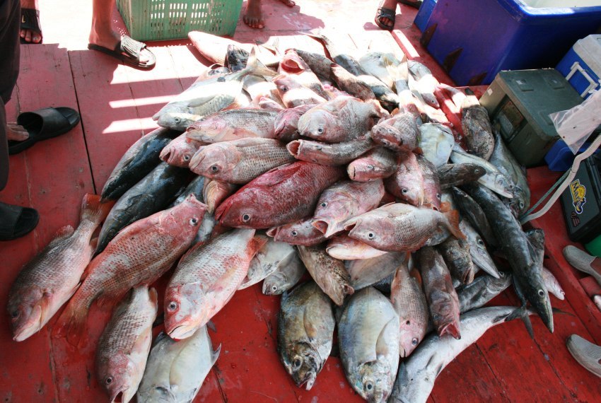 ชุดนี้ปลาเนื้อดีทั้งนั้น อังเกย แดงเขี้ยว แดงหางบ่วง