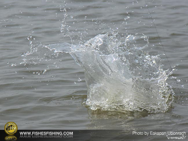 อันนี้ถ่ายปลาไม่ทันเหลือแต่น้ำครับ  :spineyes: