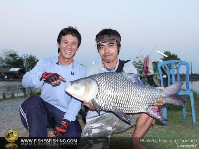 ลากันด้วยภาพนี้ครับ ตากล้องขอมั่ง เจ้าของผลงาน :cheer: กับปลาไทยหายากที่ผมก็เคยฝันอยากตกได้เช่นกันคร