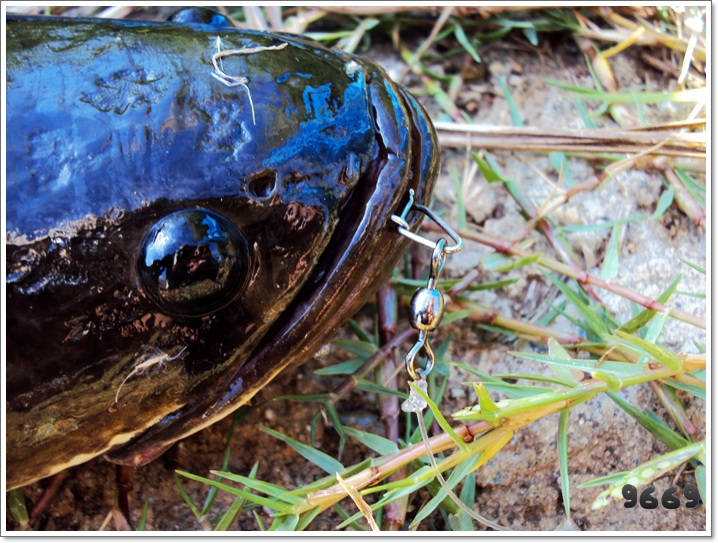 กบผมหายไปไหนละเนี่ย

:laughing: :laughing: :laughing:

สวัสดีครับน้า Find-Fish ขอบคุณครับ 