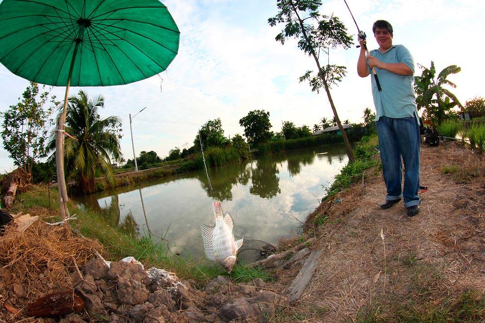 เจ้าตัวนี้  คงว่ายผ่านมาพอดี   โดนเก