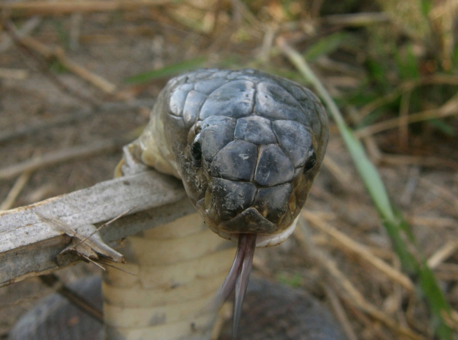 ระวัง ล่า snakehead แล้วเจอ snake how ตรัง