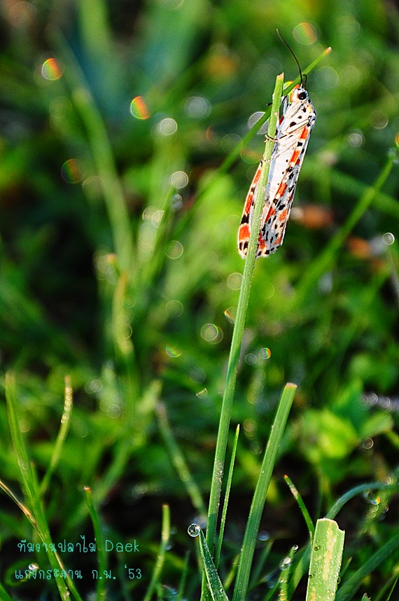 

เจอแมลง สีสวย เกาะบนยอดหญ้า

น้ำค้างสะท้อนแสงอาทิตย์

สวยมั่ก

แต่ถ่ายออกมายังไงให้สวยล่ะเ