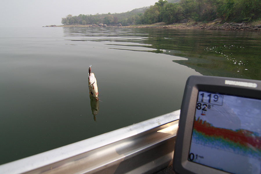 ตัวนี้ได้จาก Lucky Craft B'Freeze 65SP Long Bill สังเกตุที่จอจะเห็นว่า แม้น้ำจะลึก 11.9 ฟุต แต่ปลาท