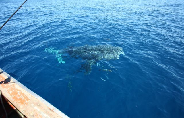 ปลายังคงฉวยเบ็ดอยู่ตลอดครับแต่ไม่มีรูปตอนตกปลาเพราะเจ้าตัวนี้มาเยี่ยมเป็นปลาฉลามวาฬตัวใหญ่มากๆครับมา