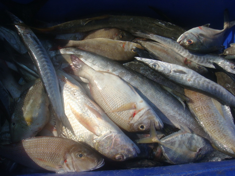 ทริปนี้ เราได้ปลา ประมาณ  140  กิโล   ส่วนใหญ่เป็นปลาเล็ก  ปลาจาน.....

ถึงจะไม่มากมายนัก  แต่เราก