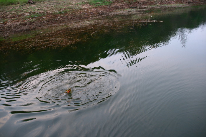 อยู่ท้ายเรือ  ปลากัดบ่อยกว่าหัวเรือ  เอ ตรูก็ตีก่อนนี่หว่า     :laughing: :laughing:  