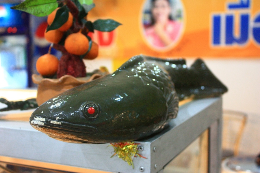 มาเจอตัวนี้แหละ ปลาตาแดง ตัวเขียว  :grin: