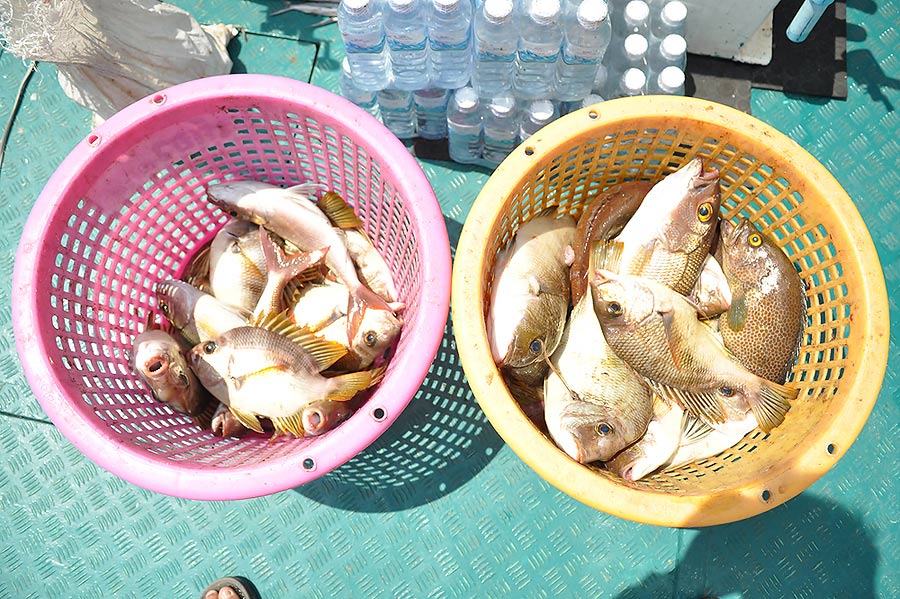 ขอแนะนำปลาที่นักตกปลา ว๊อนมาก รู้จักกันในนาม ขี้แตก

ตัวนี้แหละ ขึ้นเรือกัน จะแบ่งปลา มองกันตาเขีย