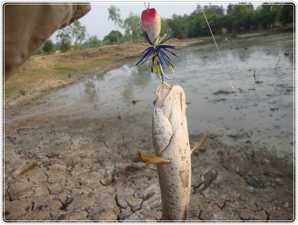 [q][i]อ้างถึง: บังเมย์ posted: 25-03-2553, 11:29:44[/i]

+ว๊าวๆๆๆๆปลาช่อนสุรินทร์   วันสงกรานต์พอด