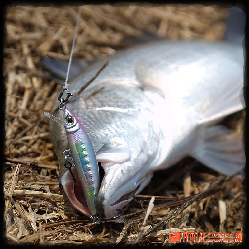 ตัวที่ห้ากระพงเด็กกัด MARIA FAKEBAITS 5 CM 2.5g   :grin: :grin: :grin: