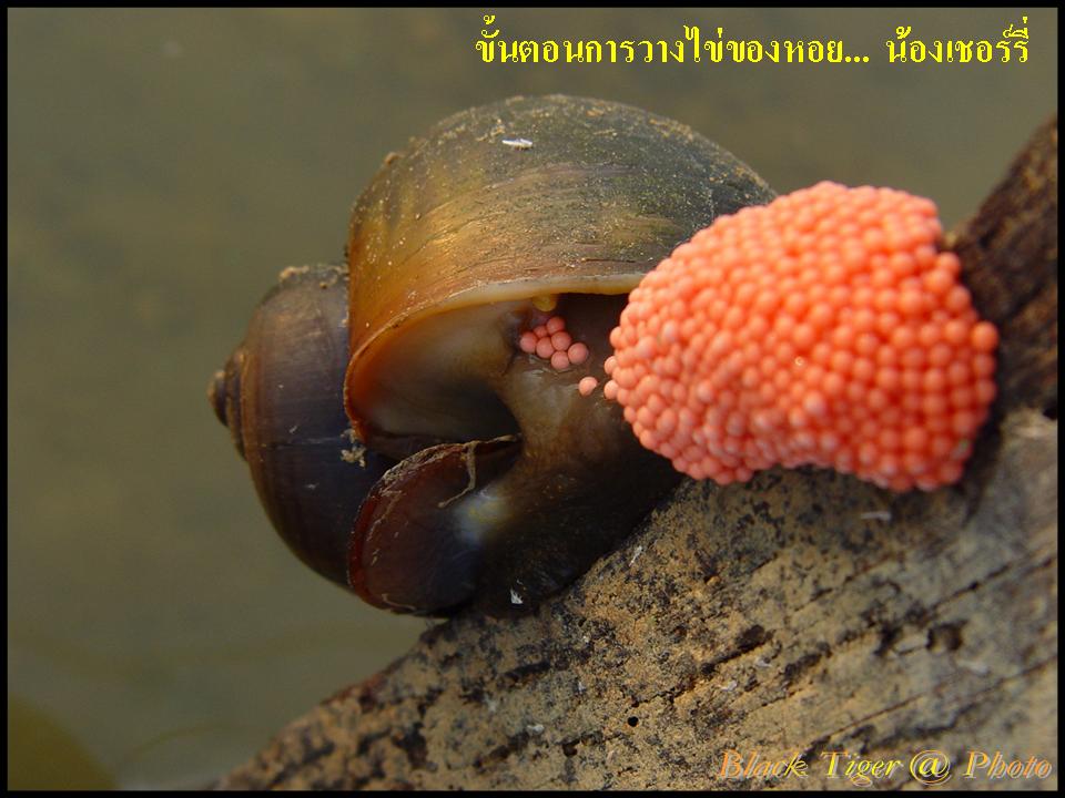 ขอจบด้วยภาพ น้องหอยเชอรืรี่นะครับ  หาดูอยาก  หอยวางไข่ แล้วเราจะเห็นหอยมัน   :grin: :grin: :laughing