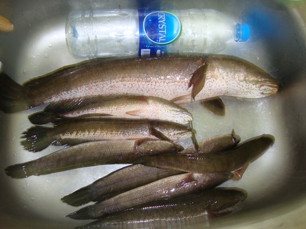 [q][i]อ้างถึง: footfish posted: 12-04-2553, 16:33:27[/i]

 [q]กินจนจะกลายร่างเป็นปลาช่อนแล้วค่ะ[/q