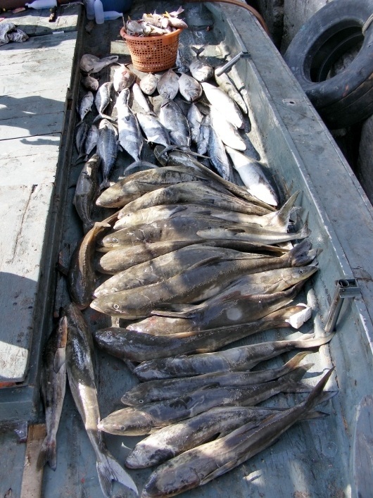 ปลารวมทริพนี้ครับ  อินทรีย์ประมาณ 15 ตัว(ทำกินบนเรือไปบางส่วน)  ช่อนทะเล 21 ตัว เรนโบว์ 3 ตัว สาก 2 