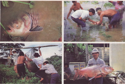 ภาพที่ 3
ผมจำไม่ได้เลยว่าภาพนี้อยู่ส่วนไหนของ บึงสำราญ
แต่ ผู้ชายที่ อุ้มปลา กระโห้ น้าจะเป็นเฮีย 