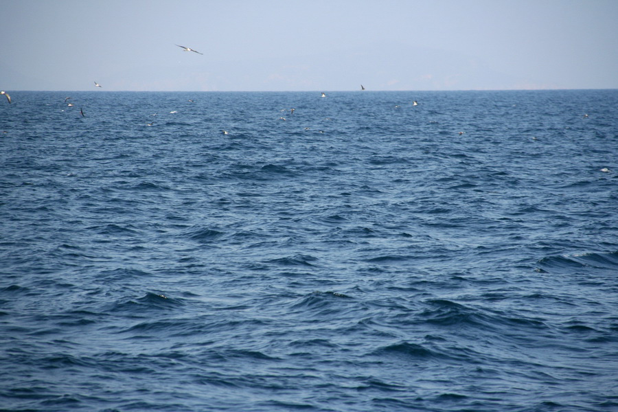 บ่ายแก่ๆ เรือวิ่งออกมาได้สักพัก ฝูงนกที่กำลังมารุมรอกินลูกปลาตัวน้อย  :smile: