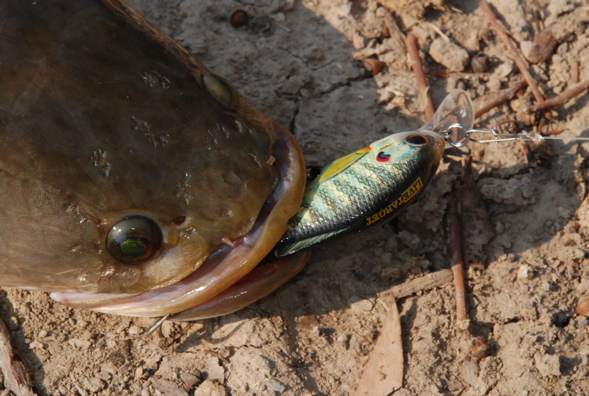  เจ้า ตัวนี้ ชื่อpumpkinseed  สีสวยมากๆเหมือนปลาจริงๆเลย   คับ:grin: :grin: :grin: :grin: :grin: