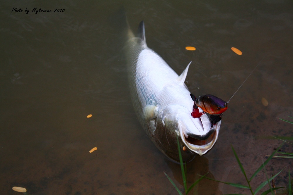 กินปลาหมอไทย :grin: