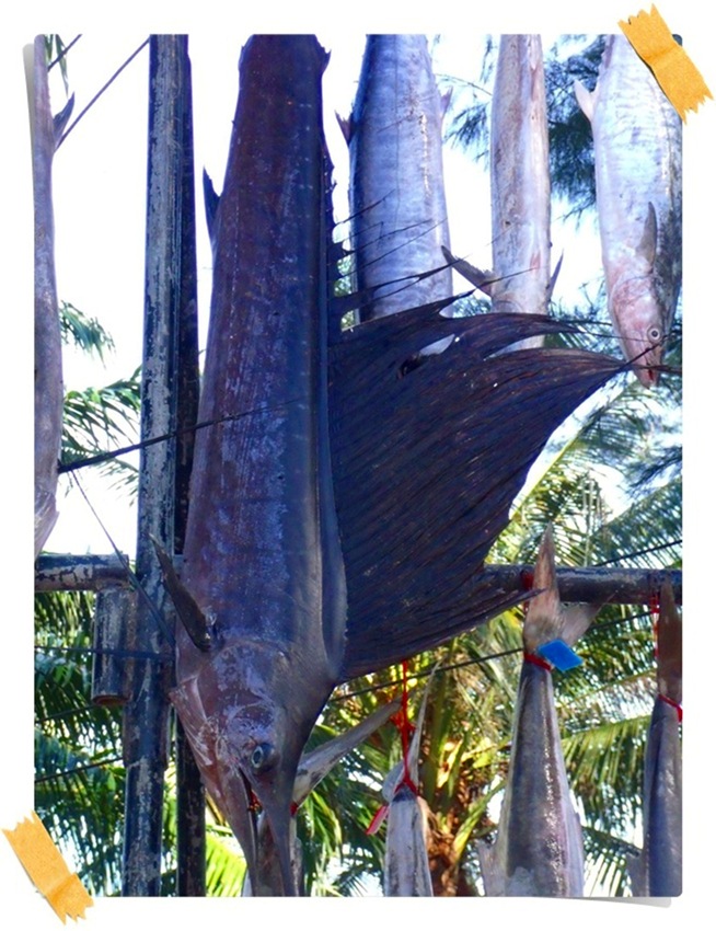   ตัวนี้ใหญ่สุดครับ ตกได้โดยนักตกปลาปัตตานีครับ ตัวเดียวได้สองรางวัลครับ ปลาสกุลกระโทงใหญ่สุดและปลาเ