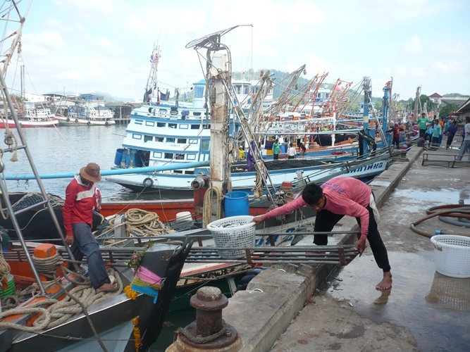 ชาวปะมงกำลังลำเลียงปลาขึ้นจากเรือ