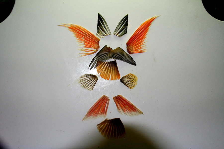 ศิลปะฝาฝนัง ครีบปลาที่โดนแปรรูปกินกันไปแล้วบางส่วน พี่แดงจุมโพ่เขาแปะไว้ เท่ห์ดี  :cool: