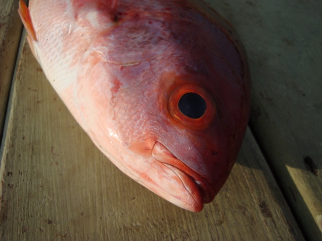 ปลาตัวสีแดงที่รายา -_- ก้างปลาทีมภูเก็ต