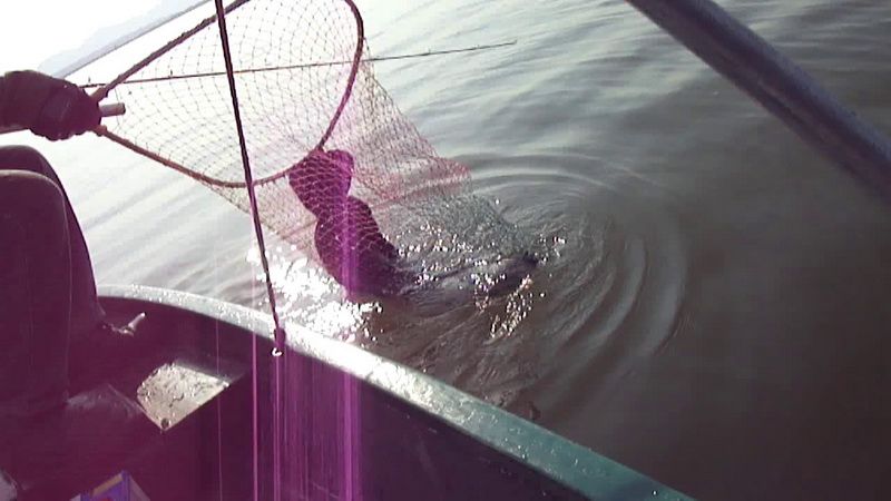 เอาปลามาพักอยู่ข้างเรือ เพื่อกดฟรีสปูน ให้สายขยับ ปลายคันงอมากไป กลัวหัก น้องเคนพอรู้ว่า ได้ปลาแล้วก