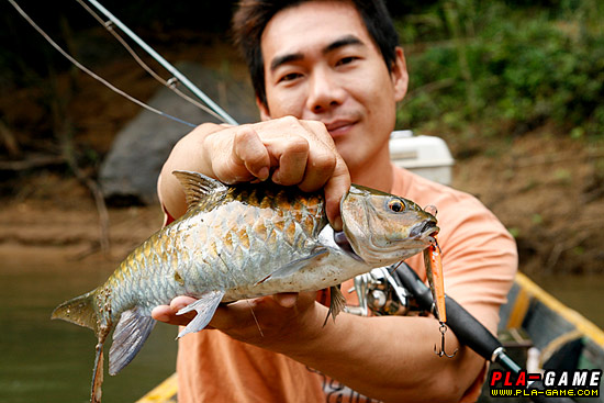 โย่ว มันต้องตัวนี้ครับ ปลาพลวงน้ำไหล