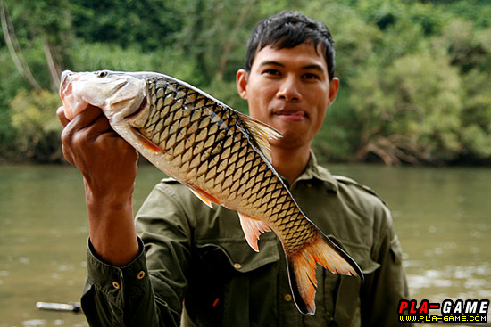 กระสูบใหญ่ๆ น้ำไหลๆ แรงดีมากมาย