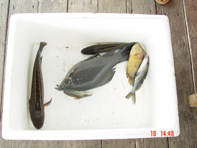 ปลาเหลือกับไปกินที่กรุงเทพ :cool: :cool: