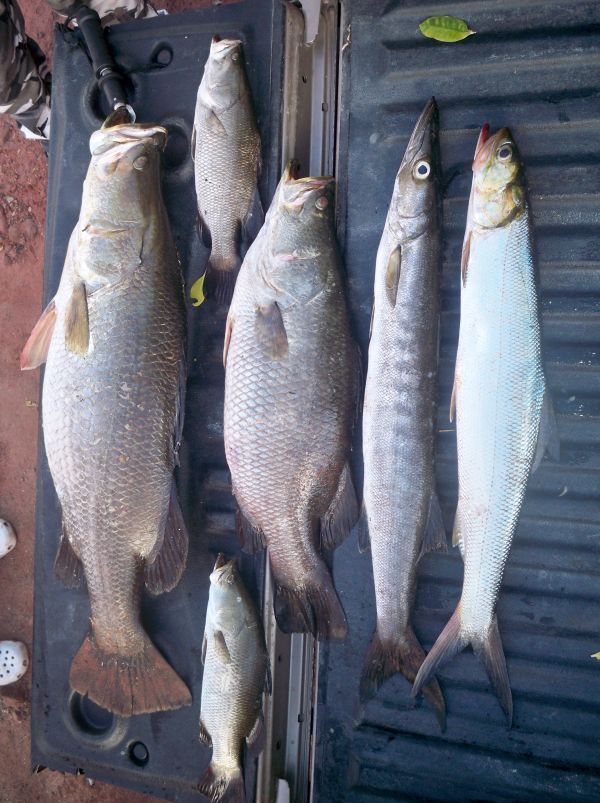 ปลารวมทั้งหมดของวันนี้ได้มา 8ตัวครับ   ส่วนที่หายไป2ตัวเอาไปทอดที่ วังกระพง
เป็นปลาของน้าเม่น ทั้ง2