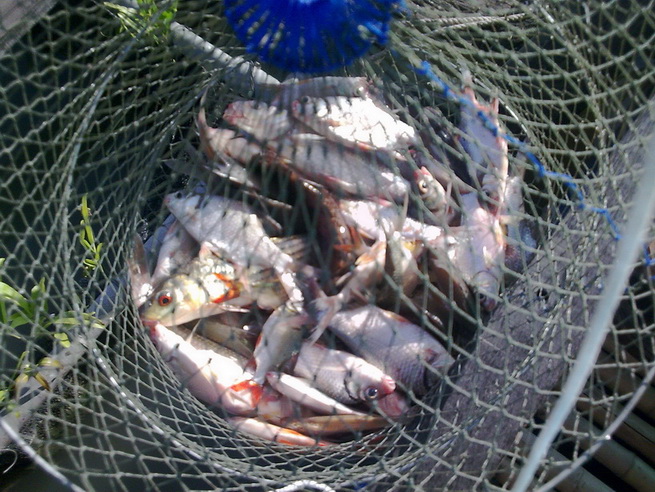 สรุปปลารวมวันนี้ได้

1. ปลากะมัง (เยอะมากๆ)
2. ปลาตะเพียนหางแดง (เยอะมากๆ)
3. ปลาตะโกก
4. ปลาบู