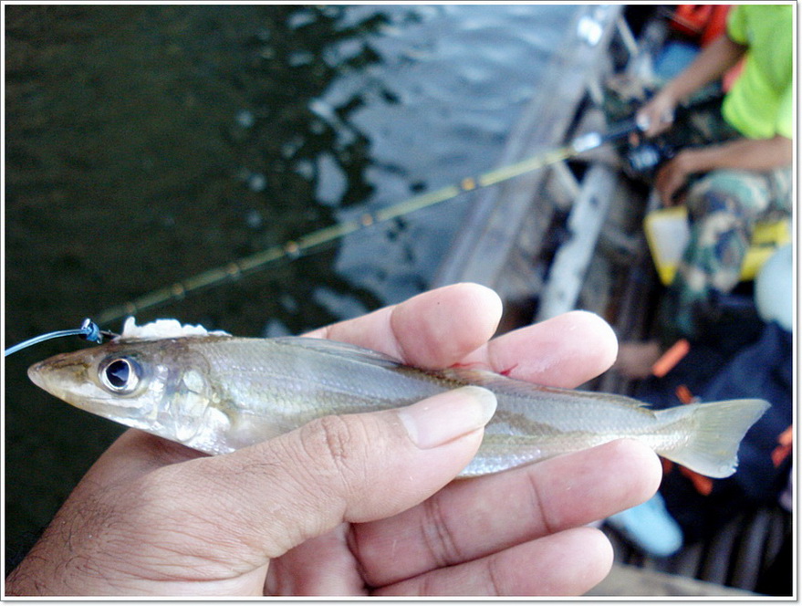 ผลการเฝ้า ปลากระพง..ปลากระเบน ฟาวล์ไม่มีรัยในก่อไผ่ "น้ำตาย น้ำไม่เดินและอีกหลายเหตุผลฯ"

เช้าอา