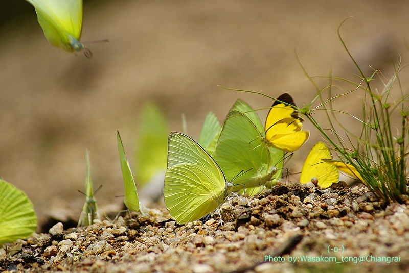 มีใครดูผี..เป็นบ้างครับ............................

มีพันธ์อะไรบ้าง.........................

