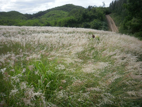 แวะข้างทางกันกับดอกหญ้าสวยๆหน้าบ้านไต๋เอกครับ