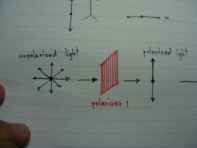 เมื่อแสงผ่านแผ่น polarize หนึ่งแผ่น  เลนส