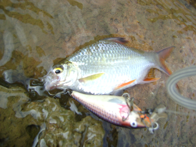 หวัดดี ครับ น้าฟอสฟอรัส 
หวัดดี ครับ น้าfishingjoke 
หวัดดี ครับ น้าชัยณรงค์ มณี 
หวัดดี ครับ น้า