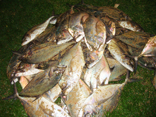 ข่าวชาวบ้านแตกตื่นจับปลามงได้ริมหาดกว่า 2,000 กก.