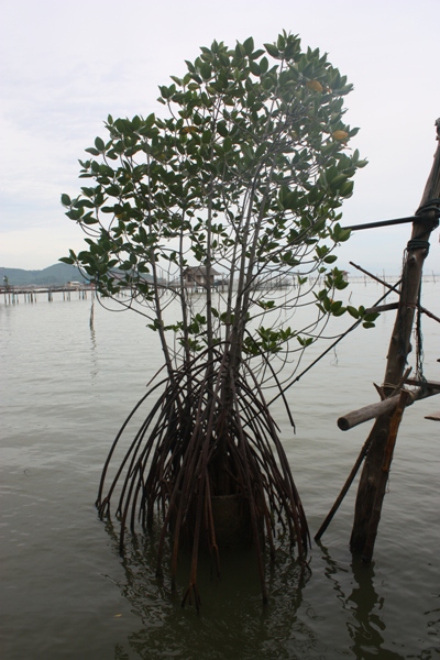 ทะเลสาบสงขลา ถ้ามีต้นโกงกางเยอะฯเหมือน เมื่อ 20-30 ปีที่แล้วสัตว์น้ำคงอุดมสมบูรณ์กว่าทุกวันนี้ 