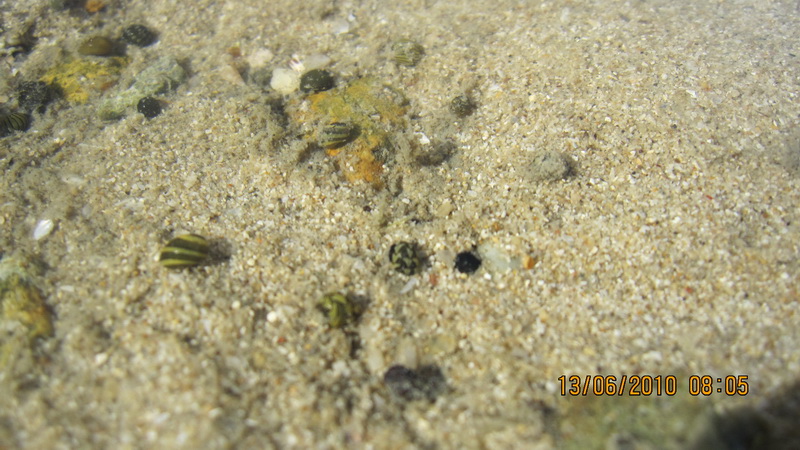 หอยตัวเล็กๆ เยอะมาก จนแฟนไม่กล้าเดินลงชายหาดเลย บอกว่ากลัวเหยียบ
