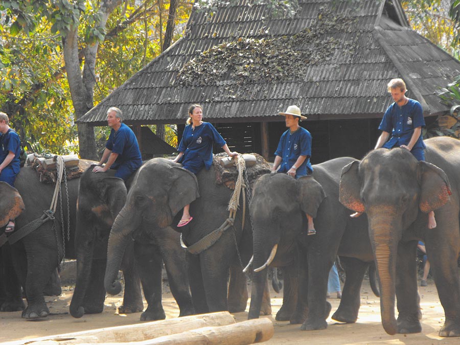 มีการแสดงของช้างให้ดูมากมายครับ