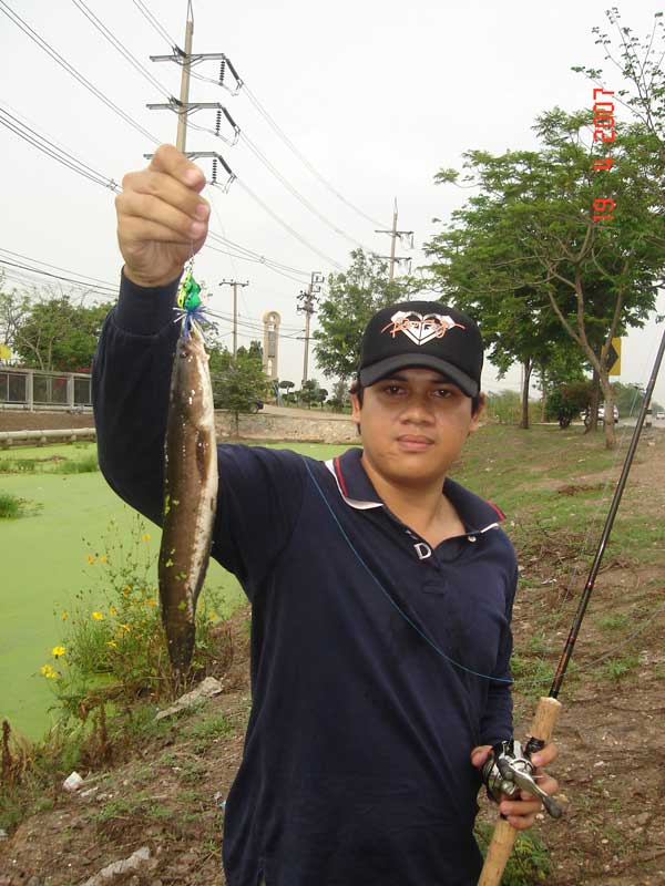 ช่อนข้างทางแถวๆถนนสุวินทวงศ์  ย่านหนองจอก 