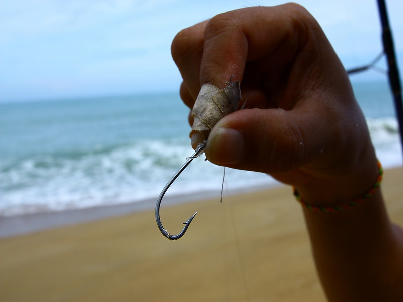  [b]มาดูวิธีการเกี่ยวเหยื่อชายหาดกันหน่อยนึง[/b]