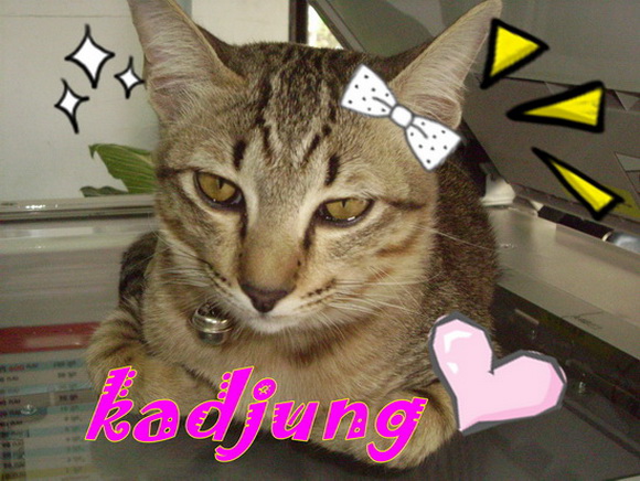 ของผม แมวมีบุญ  กินปลาทู เจ้าของกินมาม่า  :laughing: :blush: :blush: