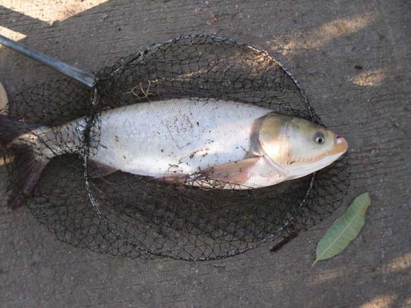 ++โชคดีจริงๆครับปลาจีนสีทองหายากมากครับ ทำไมไม่เอาไปไห้ประมงรีดเอาไข่ไปเพาะพันธุ์ครับ :grin: :grin: 