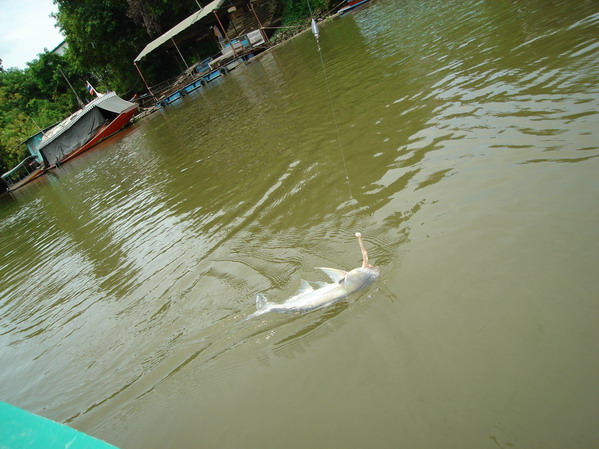 เทโพ เล็กเจอแรงน้ำเหมือนปลาใหญ่ อยู่ในเรือกลางคลอง ตะกั่วไม่ต้องใหญ่
 :cheer: :cheer: :cheer: :chee