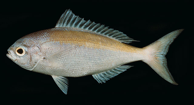 Paracaesio xanthura    
Yellowtail blue snapper 
